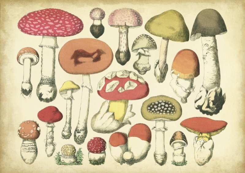 2695113 Vintage Mushroom Chart