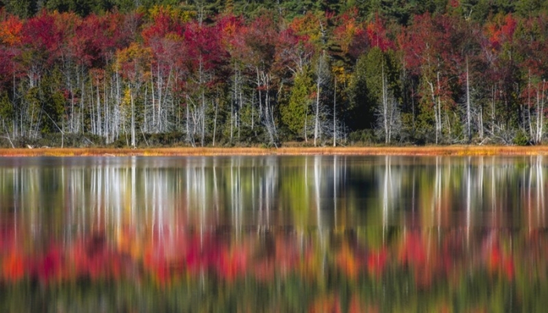 2700772 Autumn Reflections, Head