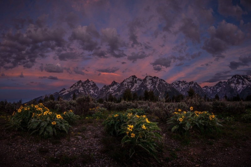 Arrowleaf Patch at Dawn