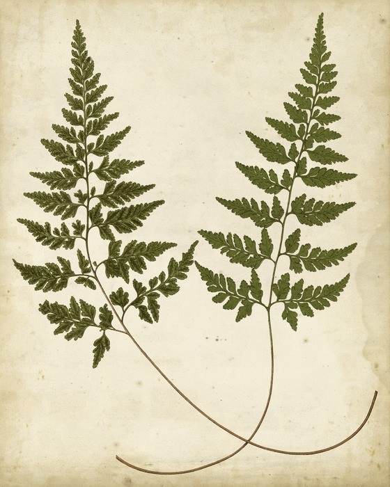 Fern Portfolio I