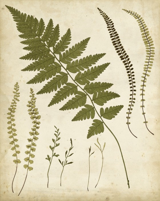 Fern Portfolio II