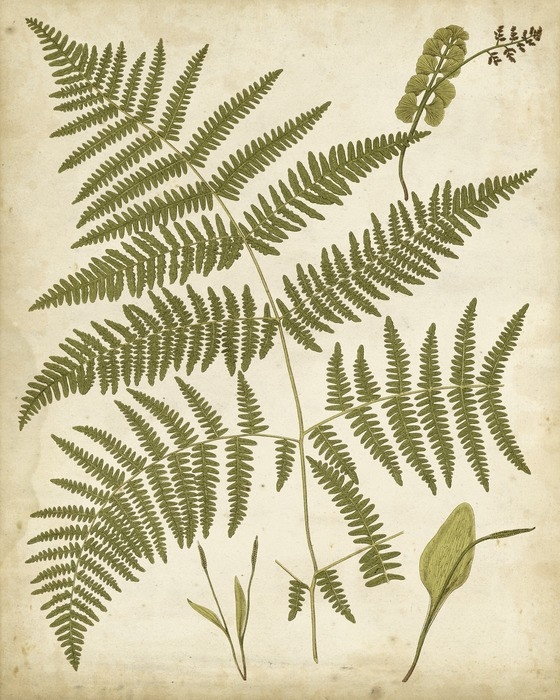 Fern Portfolio IV