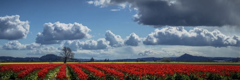 Field and Sky