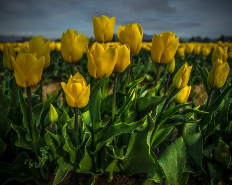 Fields of Gold