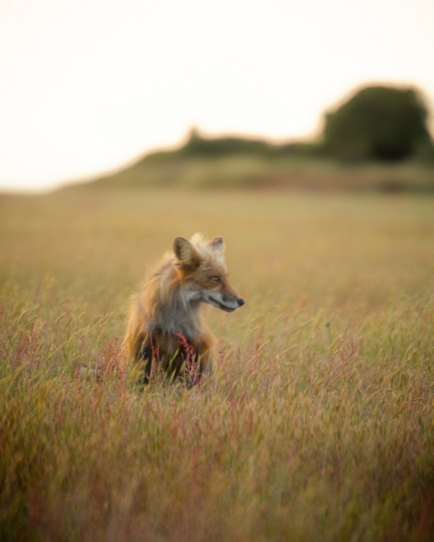 Fox in the Field