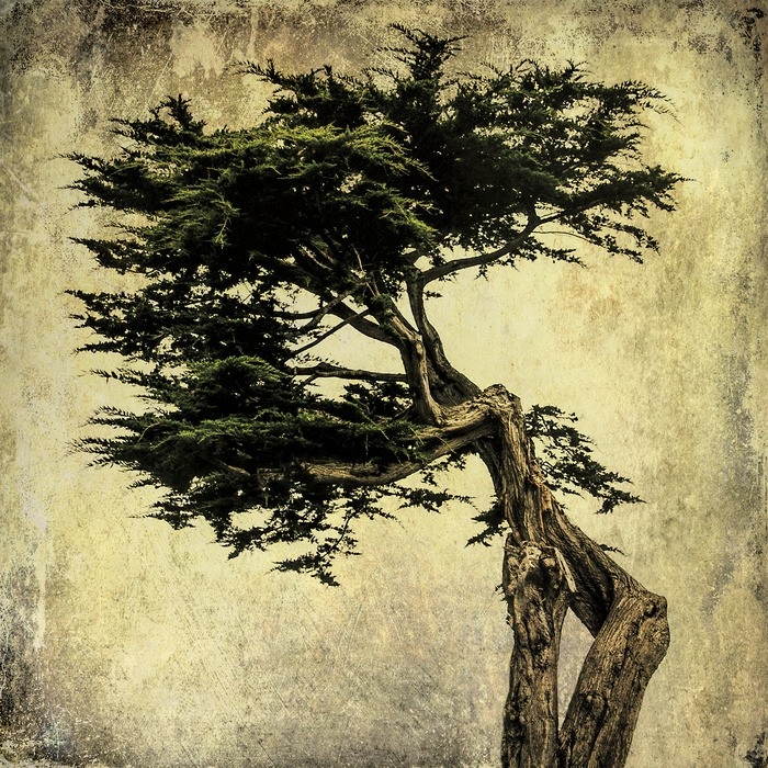 Grand Cypress