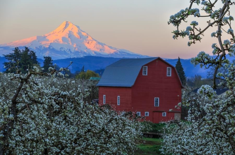 Hood River Pear Blossom with Mt. Hood