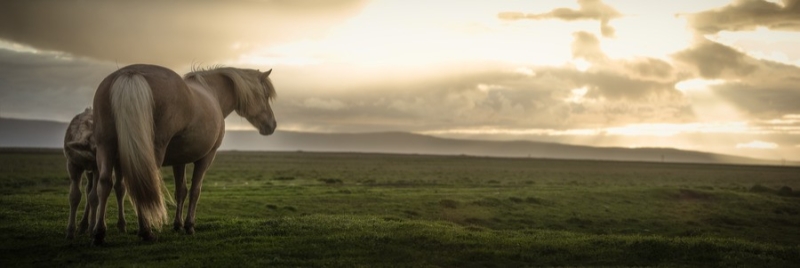 Icelandic Sunset