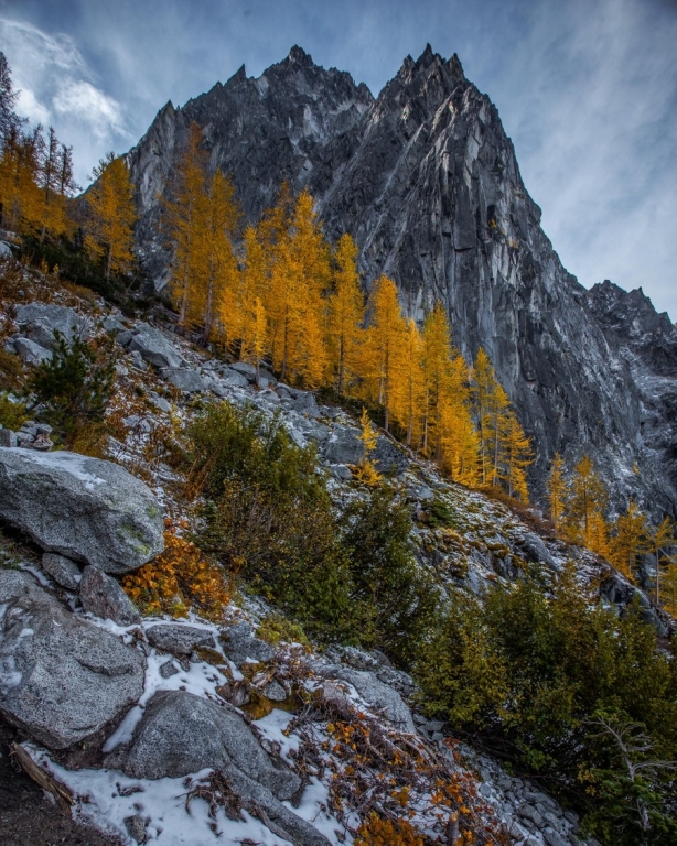 Larches Beneath Dragontail Peak