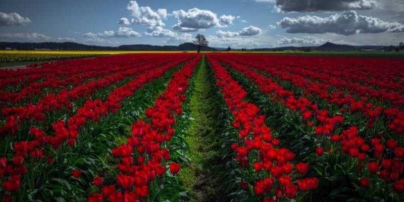Rows of Red