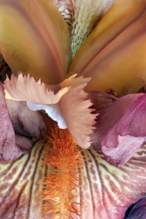 Salmon Pink Iris