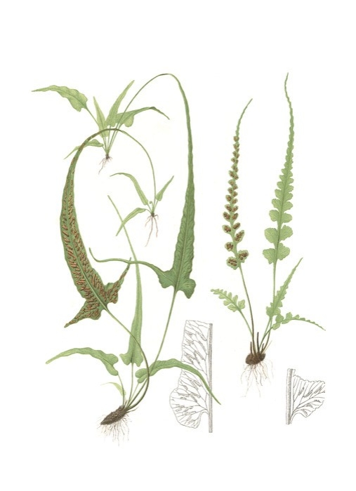 Spring Ferns II