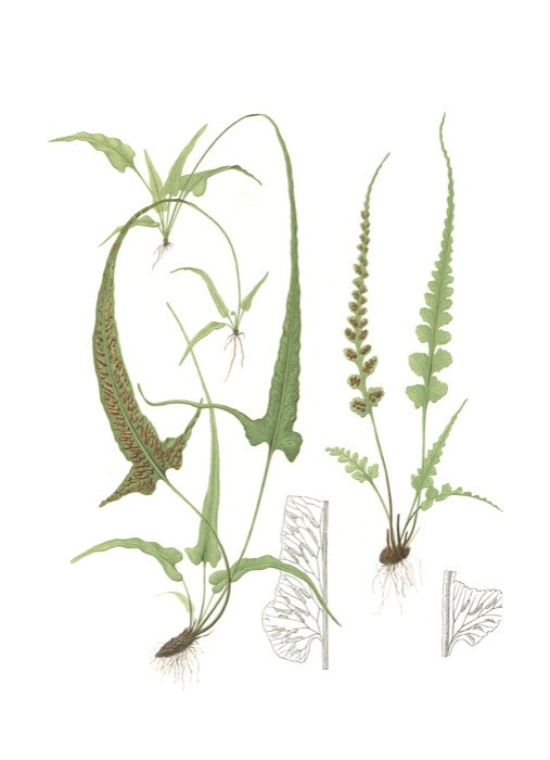 Spring Ferns II