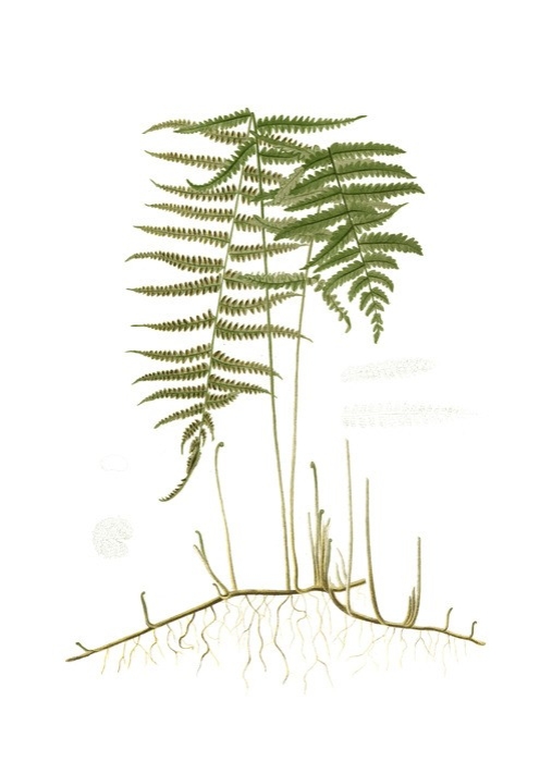 Spring Ferns III